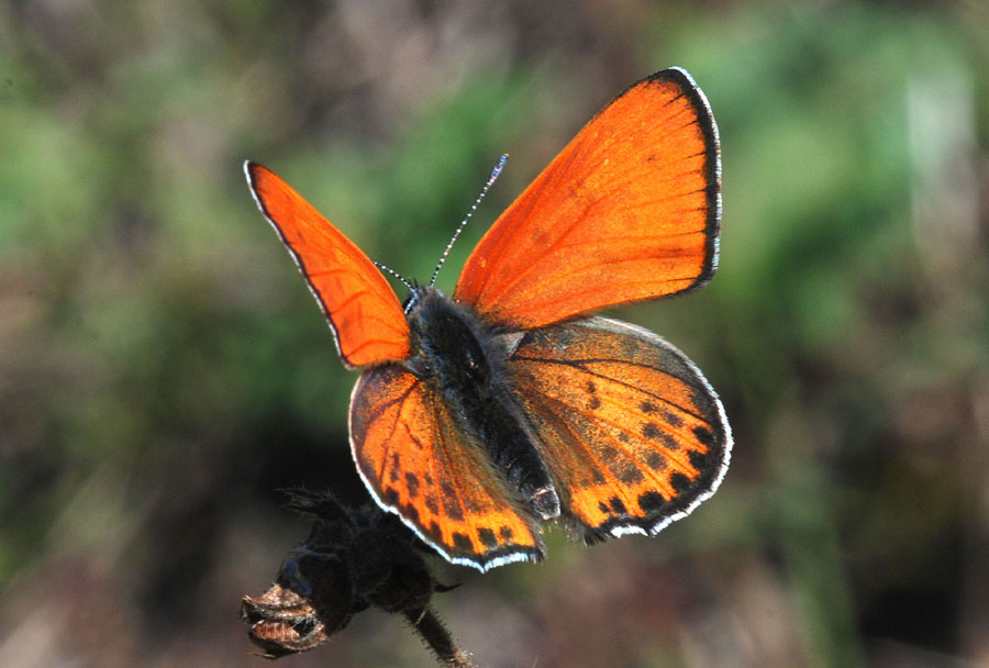 Lycaena da det,